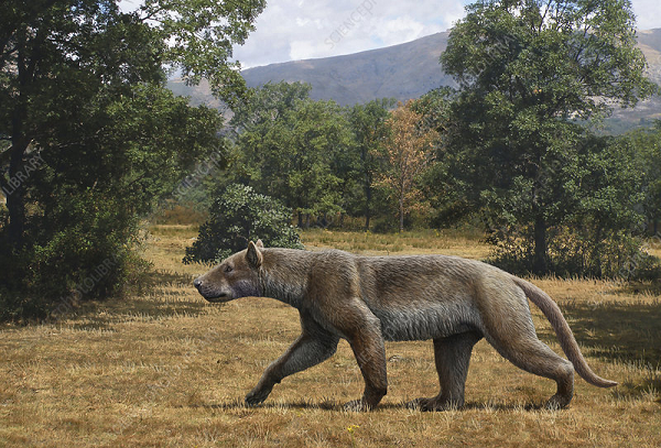 Qua nghiên cứu, loài quái thú này từng sống ở rìa phía Bắc của dãy núi Pyreneees cách đây 12 đến 12,8 triệu năm, một giai đoạn mà hóa thạch về động vật có vú rất hiếm ở khu vực.