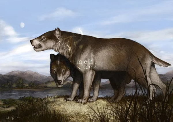 Xuất hiện sớm nhất là con chó gấu lớn Ysengrinia Ginsburg, tiếp theo là loài Cynelos Jourdan, và sau đó tới loài Amphicyon.