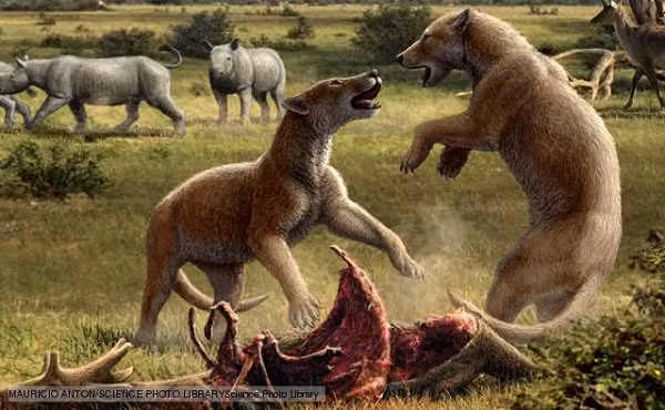 Kích thước cơ thể của con vật có thể đạt tới 320kg khi trưởng thành. Loài mới này cũng mang đến cơ hội đặc biệt để các nhà khoa học khám phá đầy đủ về sự phát triển của các loài chó gấu ở châu Âu dựa trên bối cảnh của các sự kiện môi trường đã biết.