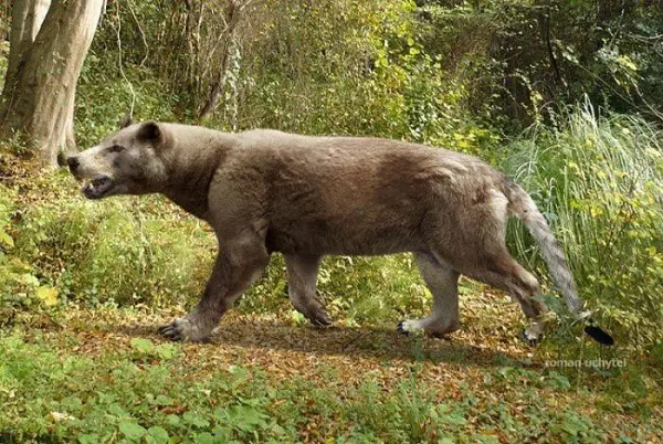 Chúng được phân bố ở Bắc Mỹ, châu Âu, châu Á, và Châu Phi từ giữa kỷ Eocen subepoch đến kỷ Phấn Trắng Pleistoceneepoch cách đây 46,2-1,8 triệu năm.