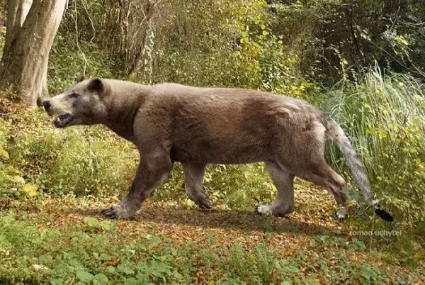 Chúng được phân bố ở Bắc Mỹ, châu Âu, châu Á, và Châu Phi từ giữa kỷ Eocen subepoch đến kỷ Phấn Trắng Pleistoceneepoch cách đây 46,2-1,8 triệu năm.