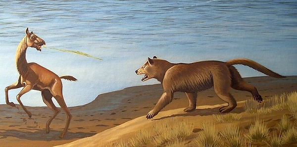 Trong những năm đầu thế kỷ Miocen, một số con Amphicyonids lớn di cư từ Eurasia vào Bắc Mỹ. Những loài thuộc về loài Amphicyonid phân họ Amphicyoninae.