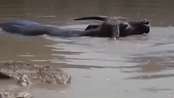 Sau khi nghe những câu chuyện của dân làng, nhóm thợ lặn được trang bị các thiết bị chiều sáng chuyên dụng quyết định lặn xuống từ khu vực phía nam của hồ nước.