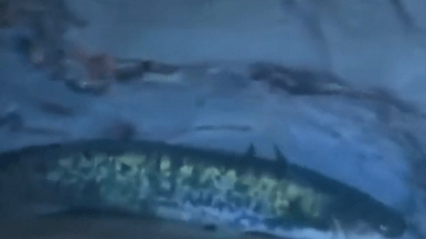 Sau khi soi đèn pin, họ phát hiện ra đó thực chất là một con cá nheo lớn, dài khoảng 1,5m, thân màu vàng kim. Con cá nheo lớn màu vàng này đã khiến các thợ lặn phải choáng váng.