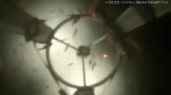 Cụ thể, các loài giáp xác giống như tôm bơi tán loạn khắp nơi ngay bên dưới ánh sáng từ đèn camera. Những động vật giáp xác với kích thước khoảng 5 mm.