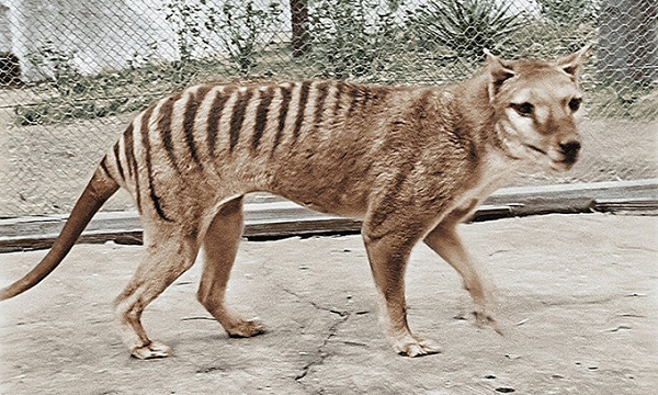 Hổ Tasmania tên khoa học là Thylacinus cynocephalus. Sinh vật này xuất hiện đầu tiên ở Úc và Papua New Guinea. Chúng biến mất trên đại lục Australia, và chỉ còn tìm thấy ở đảo Tasmania, miền nam Úc. Chúng hung dữ, cùng bộ răng vô cùng sắc, cái miệng rộng, chúng thực sự là những kẻ săn mồi hung tợn.