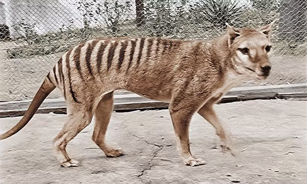 Hổ Tasmania tên khoa học là Thylacinus cynocephalus. Sinh vật này xuất hiện đầu tiên ở Úc và Papua New Guinea. Chúng biến mất trên đại lục Australia, và chỉ còn tìm thấy ở đảo Tasmania, miền nam Úc. Chúng hung dữ, cùng bộ răng vô cùng sắc, cái miệng rộng, chúng thực sự là những kẻ săn mồi hung tợn.