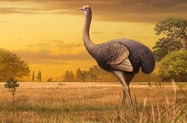 Trong 60 triệu năm, loài chim voi khổng lồ với tên khoa học Aepyornis maximus sống ở vùng xavan và rừng mưa Madagascar, châu Phi, cho đến khi bị săn bắn đến tuyệt chủng cách đây khoảng 1.000 năm. Chúng là loài chim lớn nhất thế giới nặng 860 kg.