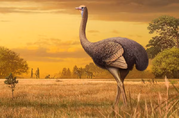 Trong 60 triệu năm, loài chim voi khổng lồ với tên khoa học Aepyornis maximus sống ở vùng xavan và rừng mưa Madagascar, châu Phi, cho đến khi bị săn bắn đến tuyệt chủng cách đây khoảng 1.000 năm. Chúng là loài chim lớn nhất thế giới nặng 860 kg.