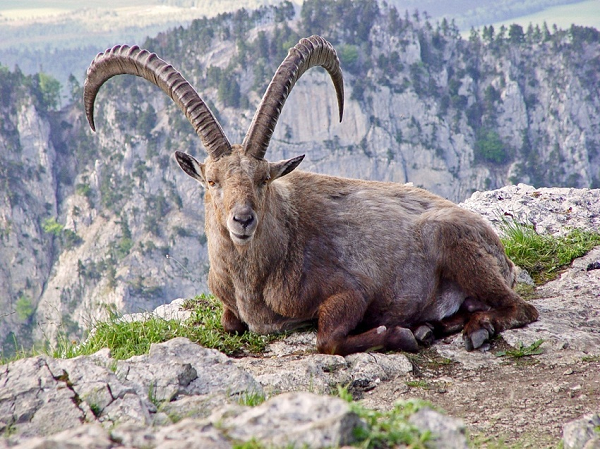 Loài dê núi được gọi là bucardo hoặc Pyrenean ibex đã tuyệt chủng vào năm 2000, nhưng các tế bào từ cá thể cuối cùng của loài này đã được thu thập và đông lạnh trong ni tơ lỏng.