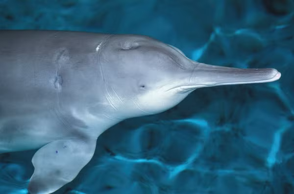 Cá heo sông Trung Quốc hay còn có tên khác là Baiji, cá heo sông Dương Tử, cá heo vây trắng hay cá heo cờ trắng là một loài cá heo đặc hữu, phân bố ở hạ lưu sông Dương Tử, Trung Quốc. Chúng có màu xanh xám nhạt trên lưng và màu trắng ở phần bụng. Vây lưng của nó màu xám nhạt có hình tam giác giống như một lá cờ khi bơi.