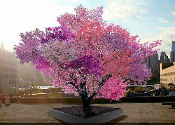 Cây Frankenstein, Mỹ có khả năng chắp vá và lắp ghép tài tình. Trên cùng một cây nhưng lại có thể xuất hiện 5 màu sắc khác biệt.