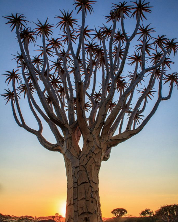 Cây rung động, Namibia có vẻ to cao và vĩ đại nhưng thực chất loài cây này lại rỗng toàn bộ bên trong thân thể và dễ bị phá hủy.
