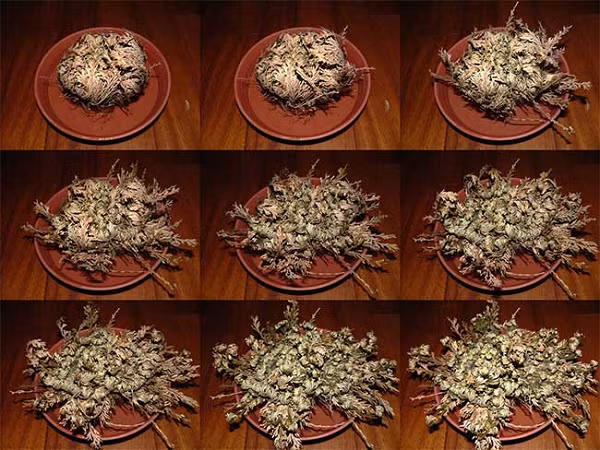 Cây phục sinh còn có tên đầy đủ là Selaginella lepidophylla. Cây thuộc họ nhà rêu sống ở vùng sa mạc Chihuahuan. Trong điều kiện thiếu nước hoàn toàn, cây sẽ tự động thu mình cuộn tròn lại như quả bóng trông giống như đã chết.