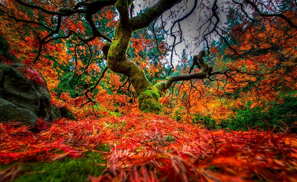 Những cây phong tuyệt đẹp nằm trong vườn Nhật Bản ở Portland, tiểu bang Oregon, Mỹ luôn là điểm đến lý thú cho những ai đam mê du lịch, chụp ảnh hay khám phá thế giới tự nhiên.