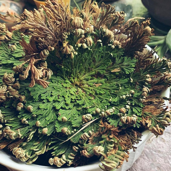 Nhưng khi độ ẩm tăng lên nó sẽ mở trở lại tiếp tục với vòng đời và phục hồi các chức năng quang hợp. Lá của nó cũng sẽ tươi xanh trở lại. Chính điều đặc biệt này mà cây được đặt tên là cây phục sinh.