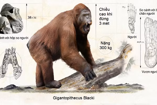 Gigantopithecus từng sống trên Trái Đất cách đây từ 9 – 10 triệu năm. Trong đó, có một số loài đã dần tiến hóa thành loài vượn người. Hóa thạch một con vượn khổng lồ nhất cho thấy chúng dài tới 3 mét và nặng 540 kg.