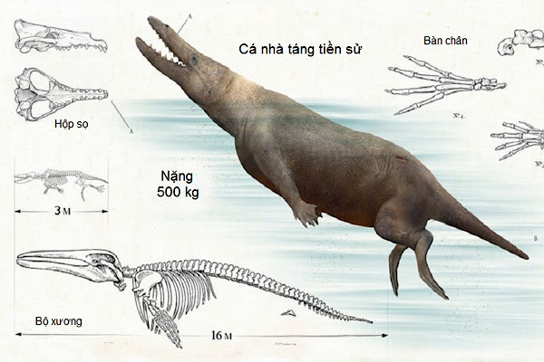 Cá nhà táng tiền sử có chiều dài 16 mét tính từ mũi tới đuôi.