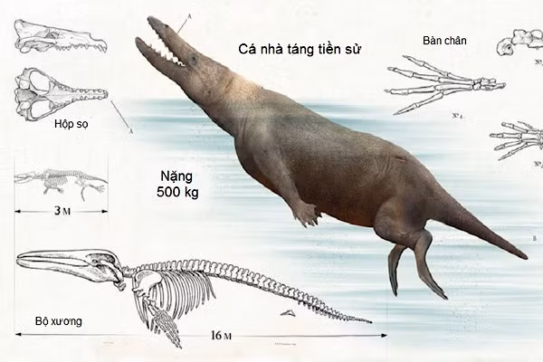 Cá nhà táng tiền sử có chiều dài 16 mét tính từ mũi tới đuôi.