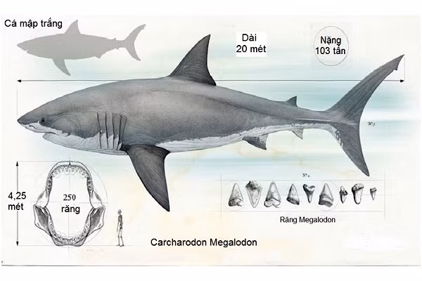 Megalodon là một trong những loài sinh vật biển dữ tợn nhất. Chúng sống ở cuối kỉ Oligocen và kỷ Neogen khoảng 28 triệu -1,5 triệu năm trước. Megalodon có chiều dài từ 16-20 mét và nặng nặng 47 - 103 tấn.