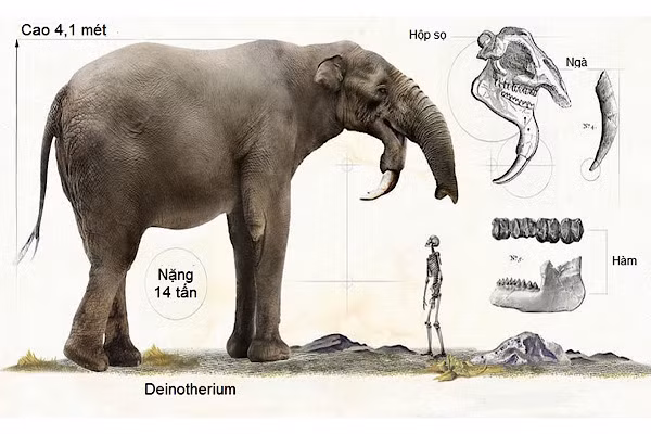 D. einotherium, họ hàng tiền sử của loài voi, cao 4,1 mét.