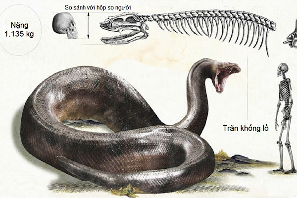 Các nhà nghiên cứu đã có một khám phá tuyệt vời dựa trên hóa thạch của trăn Titan, giống trăn khổng lồ trong thời kỳ cổ đại có chiều dài đạt từ 12 - 15 mét và nặng 1.134 kg. Cho tới nay, Titan là con trăn lớn nhất trong lịch sử Trái Đất.