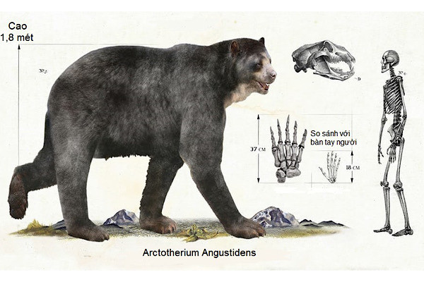 Loài họ hàng tiền sử đồ sộ của gấu nâu, Arctotherium angustidens, có chiều cao bằng một người đàn ông trưởng thành khi bò bằng 4 chân.