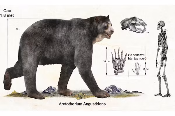 Loài họ hàng tiền sử đồ sộ của gấu nâu, Arctotherium angustidens, có chiều cao bằng một người đàn ông trưởng thành khi bò bằng 4 chân.
