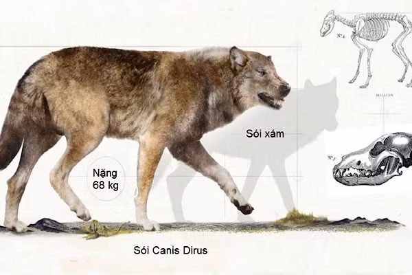 Tên gọi của loài sói Canis Dirus có nghĩa là "chó đáng sợ". Chúng sinh sống vào cuối thế Canh Tân và đầu thế Toàn Tân.