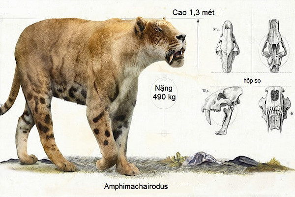 Amphimachairodus, thành viên thuở sơ khai của họ nhà mèo, dài 1,3 mét và nặng ước tính 490 kg.