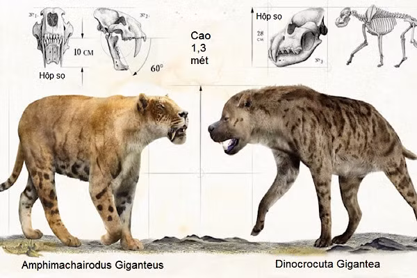 Cả loài A. mphimachairodus giganeus và D. inocrcuta gigantea đều cao 1,3 mét, sở hữu hàm răng đáng sợ và bộ hàm rất khỏe.