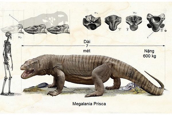 Ghi chép hóa thạch chỉ ra loài thằn lằn thuở sơ khai, siêu quái vật Megalania prisca, dài 7 mét.