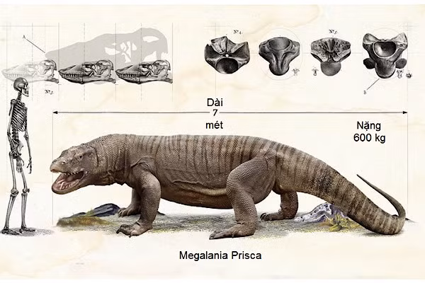 Ghi chép hóa thạch chỉ ra loài thằn lằn thuở sơ khai, siêu quái vật Megalania prisca, dài 7 mét.