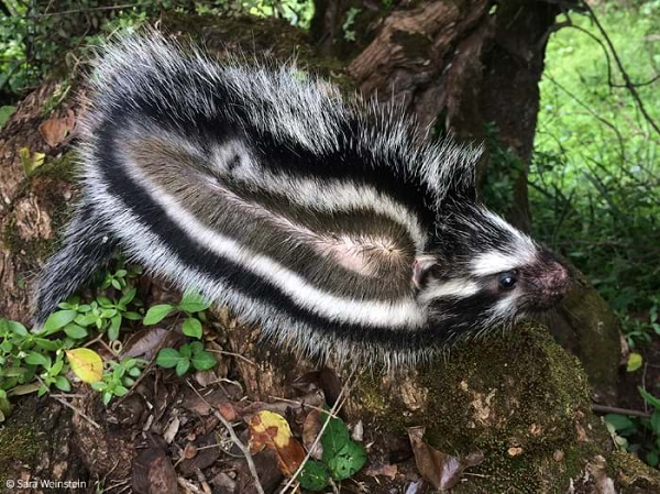 Bằng cách sử dụng loài thực vật mà các thổ dân châu Phi sử dụng để tẩm độc mũi tên, loài chuột có mào châu Phi có thể vô hiệu và giết chết kẻ địch lớn hơn mình nhiều lần. Chúng nhai vỏ cây có chứa chất độc và phun vào lớp da ngoài nhằm chống lại kẻ thù như loài chó.