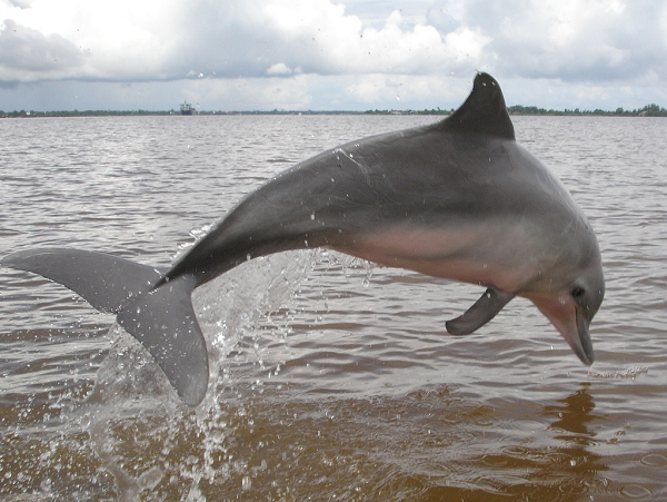 Các nhà nghiên cứu tại Đức đã khám phá ra loài cá heo Guiana có giác quan thứ sáu đặc biệt: có thể cảm nhận được từ trường với một cơ quan nằm ở trên miệng và nó là loại động vật có vú đầu tiên có khả năng này.