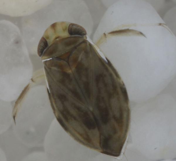 Một loài côn trùng kỳ lạ có bộ phận sinh dục với kích thước rất lớn: 1/10 của 1 inch (2,3mm). Chúng sử dụng bộ phận sinh dục tạo ra âm thanh để gọi bạn tình bằng cách chà sát với mặt nước, dù vậy các nhà khoa học vẫn không chắc chắn làm sao âm thanh phát ra lại có thể to đến vậy.