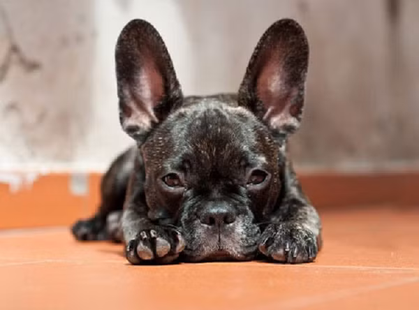 Một vài nghiên cứu cho thấy loài chó Bijou có cả các đặc điểm của đực với tinh hoàn và tuyến tiền liệt. Các nhà nghiên cứu đang bối rối với câu hỏi là tại sao chúng có những đặc điểm nam giới mà không có gene nam.