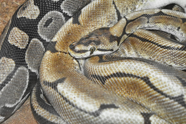 Một con trăn có tên Thelma đã sinh hạ 6 trăn con dù trước đó không hề giao phối. Ngay cả khi kiểm tra ADN, các nhà khoa học vẫn chỉ thấy Thelma là "phụ huynh" duy nhất của 6 con trăn con. Đây là hiện tượng cực hiếm, chưa có lời giải thích.