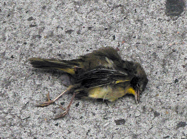 Tiếng ầm và ánh sáng do pháo hoa tạo ra gây sợ hãi và làm cho hàng ngàn con chim mất phương hướng, khiến chúng tự làm tổn thương bản thân khi đâm vào các tòa nhà hoặc chướng ngại vật. Hiện tượng này được gọi là FlockAlypse.