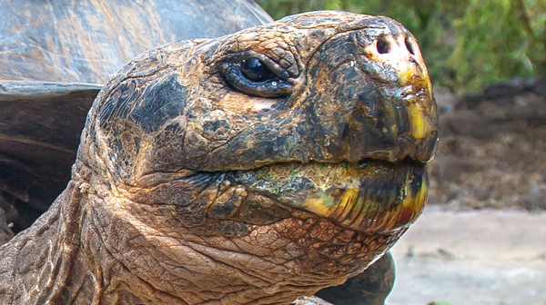 Ông Stephen Gaughran lạc quan rằng có thể có những bí mật khác về sự sống trên đảo Fernandina mà con người chưa khám phá ra được.