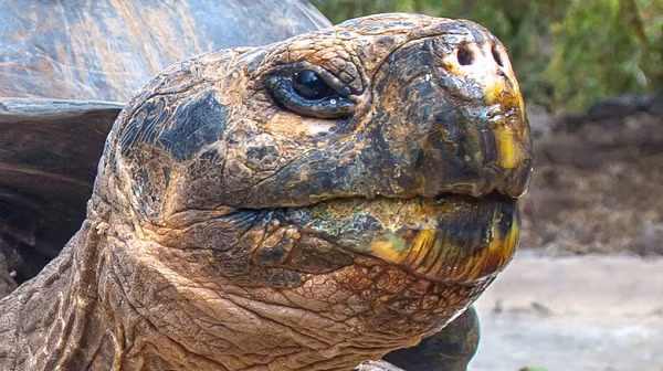 Ông Stephen Gaughran lạc quan rằng có thể có những bí mật khác về sự sống trên đảo Fernandina mà con người chưa khám phá ra được.