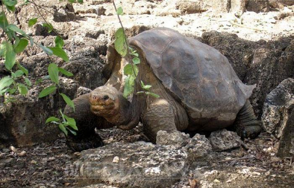 Nếu các nhà khoa học có thể xác định vị trí của một con đực cùng loài với Fernanda, những con rùa ở đảo Fernandina có thể sinh sản trở lại từ bờ vực tuyệt chủng .