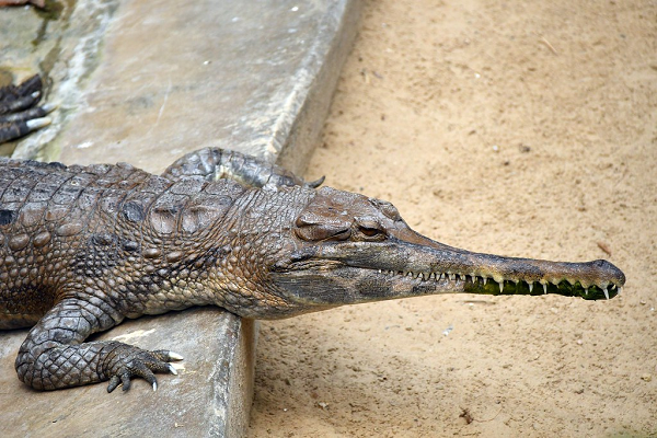 Chúng cùng với những loài cá sấu được phát hiện từ trước tại miền Nam Trung Quốc và Thái Lan - là đại diện lâu đời nhất của họ hàng cá sấu Mã Lai ở châu Á.