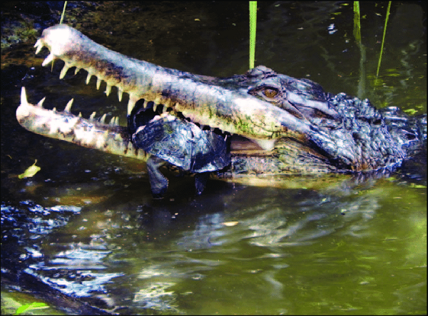 Năm 2019, nhóm nghiên cứu đã phát hiện một loài cá sấu chưa từng được biết đến trước đây (Orientalosuchus naduongensis), dài khoảng hai mét, cũng tại địa điểm này.