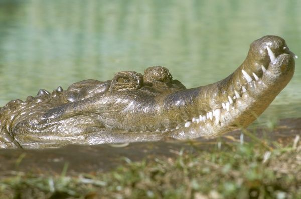 "Các dữ liệu cho thấy họ hàng của cá sấu Mã Lai đã đến Đông Nam Á ba lần riêng rẽ. Cuộc "viễn chinh" đầu tiên của loài Maomingosuchus từ Bắc Phi và Tây Âu sang Đông Á đã diễn ra vào thời kỳ Eocene, hơn 39 triệu năm trước.", Giáo sư Tobias Massonne thuộc Trung tâm Tiến hóa Con người và Môi trường Cổ sinh Senckenberg tại Đại học Tübingen cho biết.