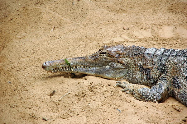 Những con cá sấu gharial có mõm dài và chuyên bắt cá. Các loài thuộc họ này hiện đang đứng trên bờ vực tuyệt chủng: cá sấu Mã Lai (Tomistoma schlegelii) ở bán đảo Mã Lai, đảo Borneo, đảo Sumatra và đảo Java; cá sấu Ấn Độ (Gavialis gangeticus) ở Nepal và Ấn Độ.