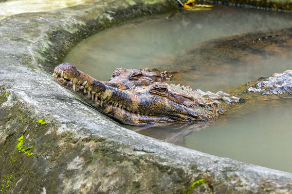 Ba khu vực nơi tìm thấy Maomingosuchus và họ hàng của Orientalosuchus rất gần nhau, điều đáng chú ý là chúng là những loài khác biệt và không có loài nào xuất hiện cùng lúc ở cả ba khu vực. Đây là bằng chứng về sự đa dạng của cá sấu ở châu Á tại thời điểm đó.