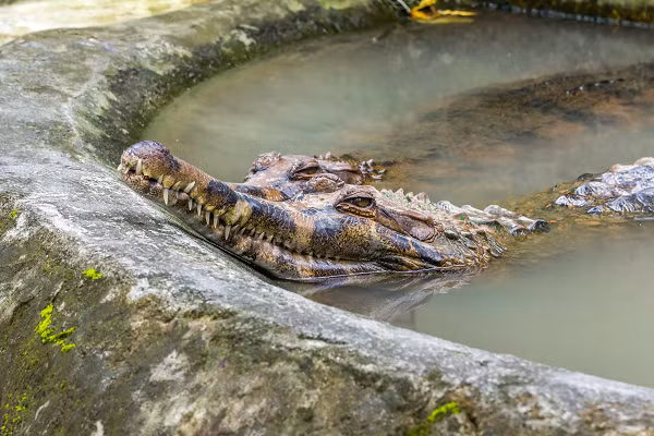 Ba khu vực nơi tìm thấy Maomingosuchus và họ hàng của Orientalosuchus rất gần nhau, điều đáng chú ý là chúng là những loài khác biệt và không có loài nào xuất hiện cùng lúc ở cả ba khu vực. Đây là bằng chứng về sự đa dạng của cá sấu ở châu Á tại thời điểm đó.
