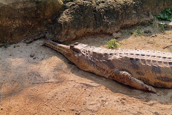 Orientalosuchus mõm ngắn và Maomingosuchus mõm dài, đều sống trong những hồ nước tại miền Bắc Việt Nam. Họ hàng gần của cả hai loài cũng sống vào thời điểm tương tự ở miền Nam Trung Quốc và Thái Lan.