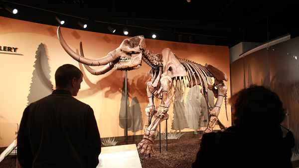 Nhóm nghiên cứu ước tính con vật cổ đại khoảng 34 năm tuổi khi chết. Khi còn nhỏ, con voi răng mấu loanh quanh ở quê nhà cùng với cả đàn tại trung tâm Indiana trước khi tách ra và lang thang một mình, giống như voi hiện đại.